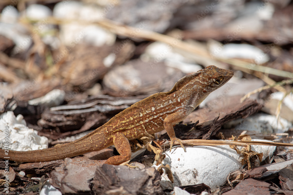 Cuban brown anole in Florida Cuban brown anole in Florida