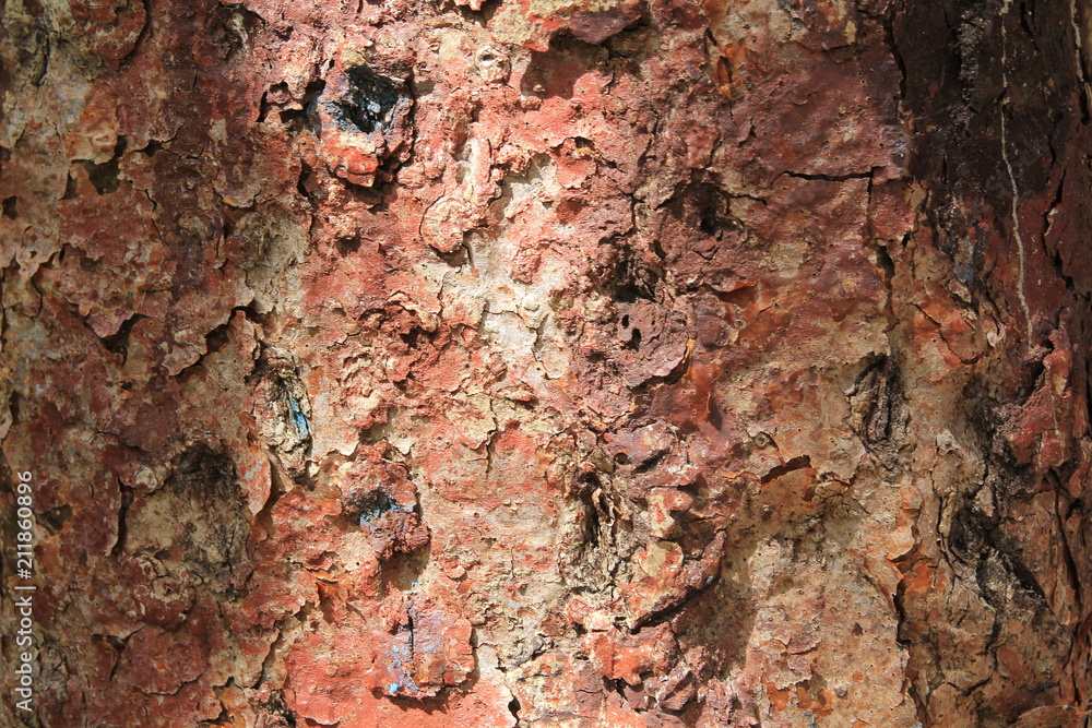 Close - up of beautiful textured bark of a tropical tree Close - up of beautiful textured bark of a tropical tree