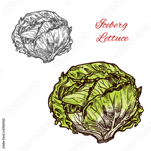 Iceberg lettuce vector sketch vegetable