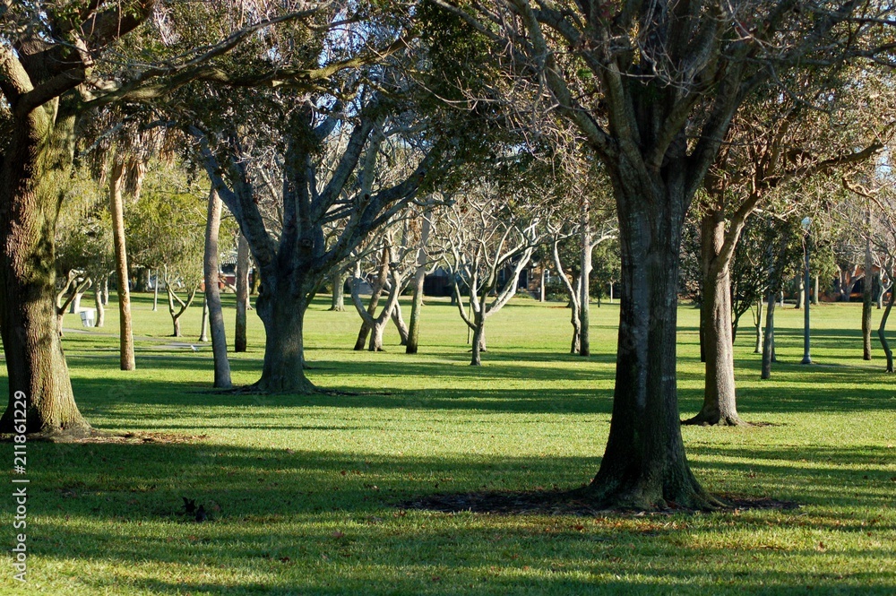 Trees Trees
