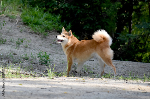 柴犬 歩く ご機嫌 Stock Photo Adobe Stock 柴犬 歩く ご機嫌 Stock Photo Adobe Stock