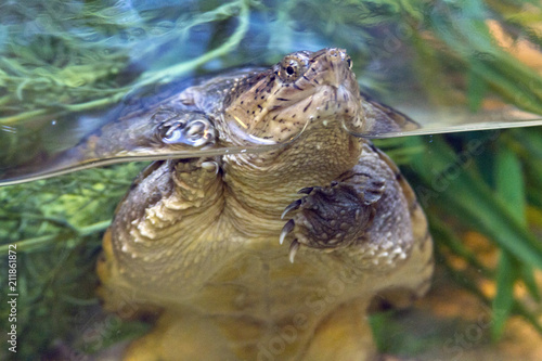 Curious Snapping Turtle Close Up photo