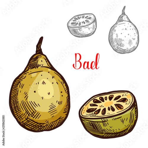 Bael vector sketch tropical fruit