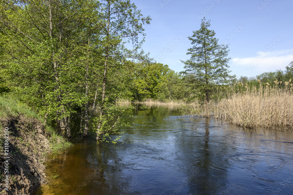 The river after development entered its shores, but the current is still rapid. Spring mood in the forest, impassable roads after the flood of the river, young greens and birds singing, a new life unf The river after development entered its shores, but the current is still rapid. Spring mood in the forest, impassable roads after the flood of the river, young greens and birds singing, a new life unf