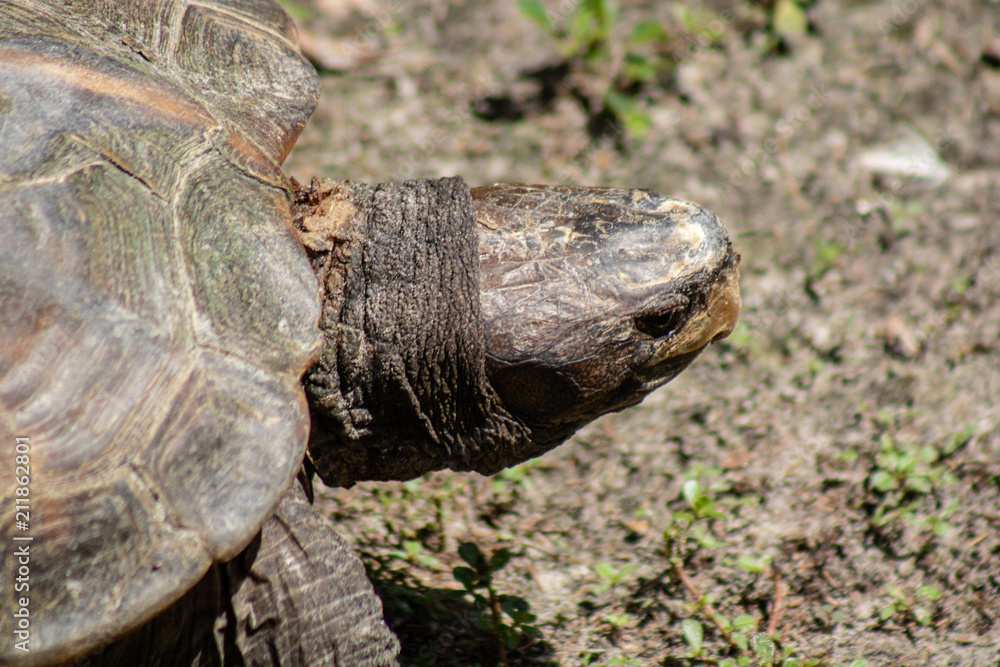 Obraz premium Gopher tortoise