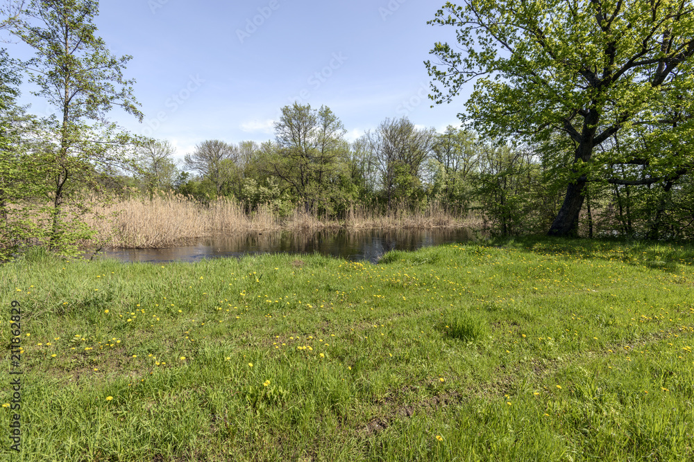 Obraz premium Yellow dandelions first meadow flowers. Spring mood in the forest, impassable roads after the flood of the river, young greens and birds singing, a new life unfolds