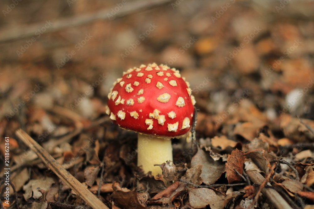 fly agarus fly agarus