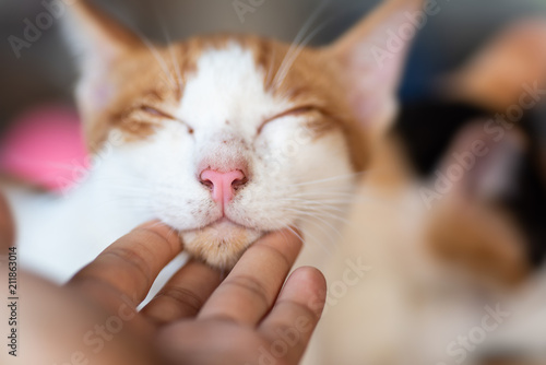 Fototapeta Naklejka Na Ścianę i Meble -  Hand playing with cat by scratching chin, cute pet at home