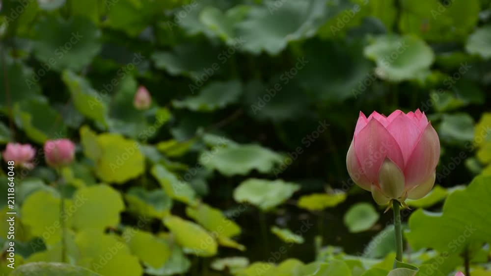 ハスの花
ハスの花
