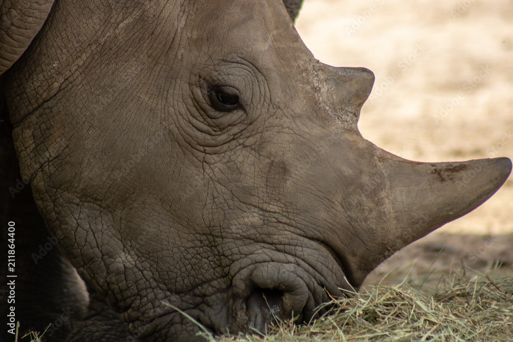 Obraz premium Southern white rhino