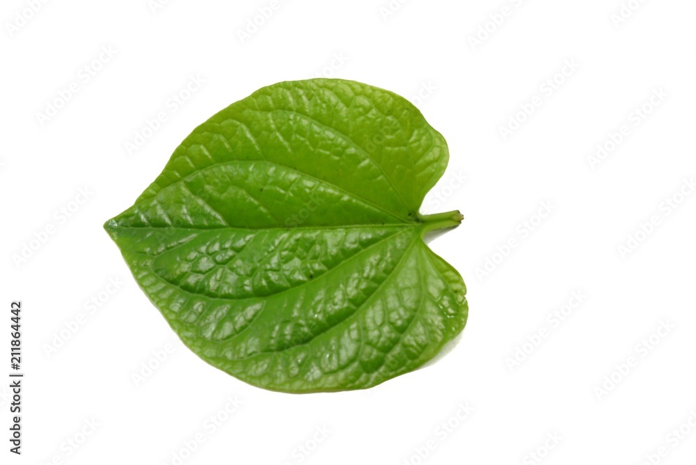 Top view of green leaves isolated on white background, Ecological Concept, Space for text in template (Piper sarmentosum, Piperaceae) Top view of green leaves isolated on white background, Ecological Concept, Space for text in template (Piper sarmentosum, Piperaceae)