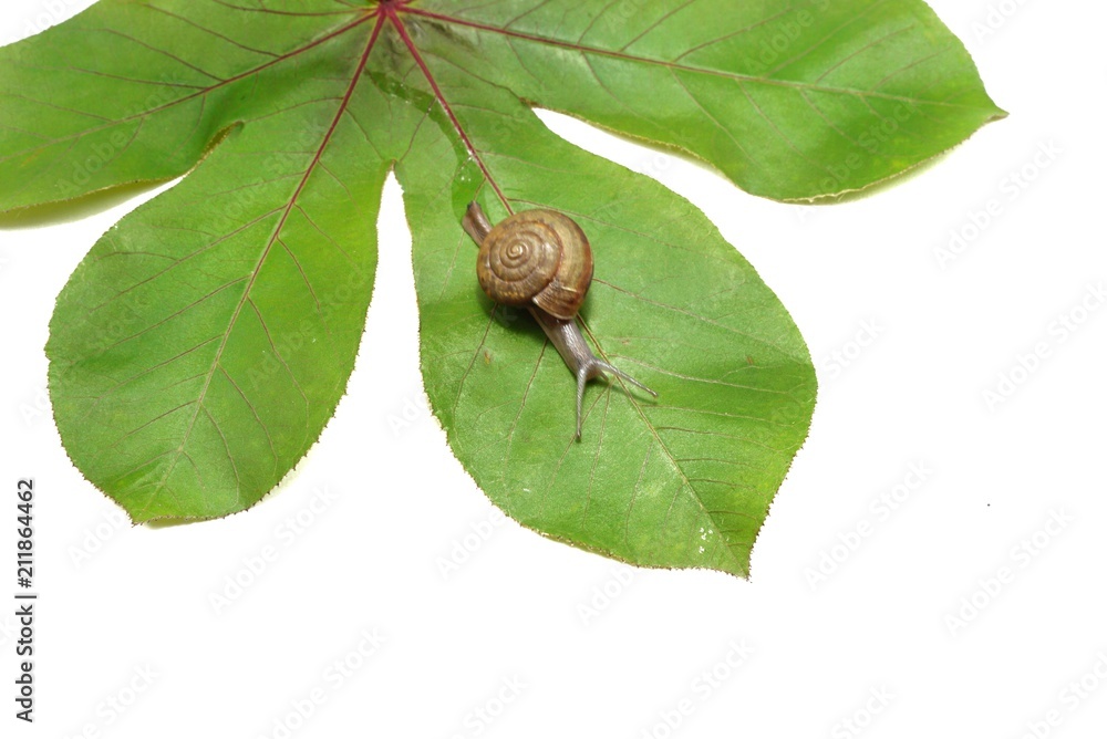 Snail crawling on a green leaves isolated on white background, Ecological Concept Snail crawling on a green leaves isolated on white background, Ecological Concept