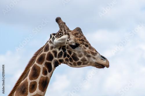 Male giraffe © Suzanna