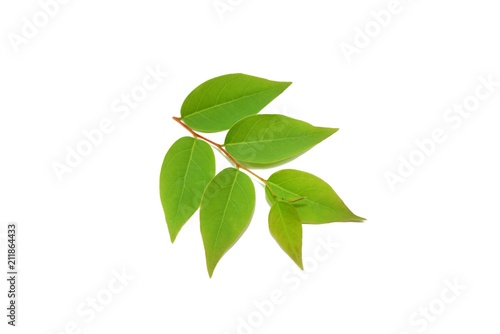 Top view of green leaves Phyllanthus acidus  Ecological Concept  Star-goose berry  Otaheite-goose berry  Euphorbiaceae 