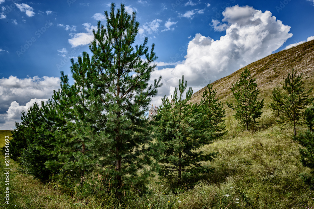 Beautiful and fluffy pines grow on the territory of the Cretaceous church in \ kostomarovo