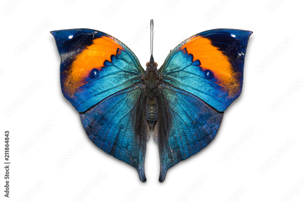 Obraz premium Orange oakleaf butterfly