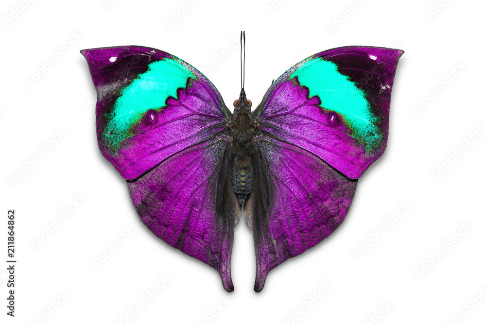 Obraz premium Pomarańczowy motyl dębowy