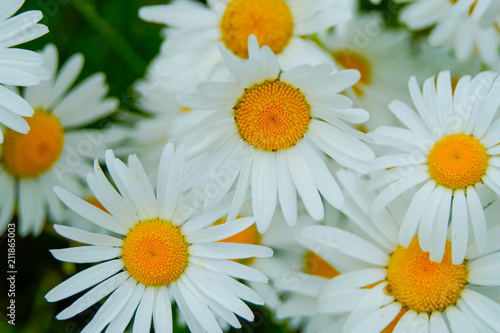 summer flowers  chamomile field  chamomile