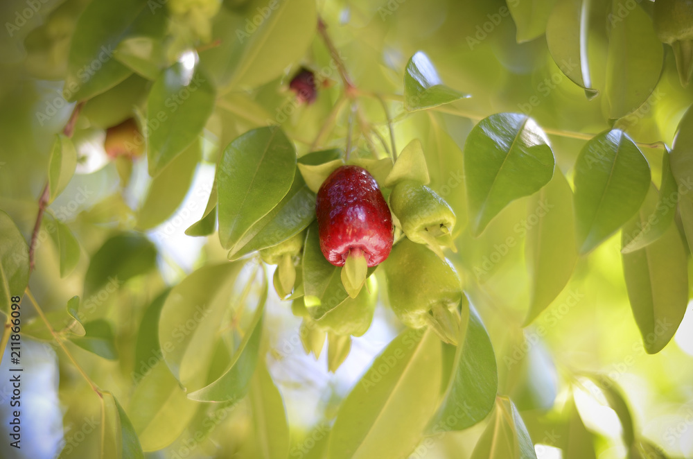 Obraz premium Wild Cherry