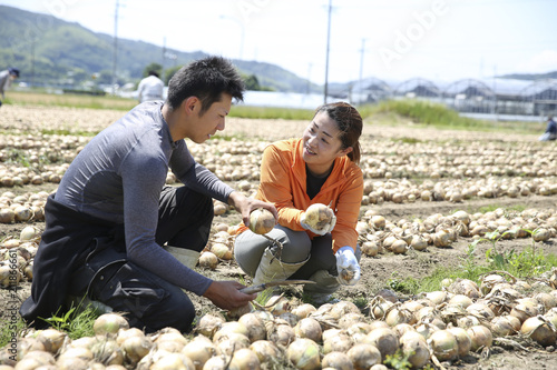 玉ねぎの収穫をする農家の若夫婦 photo