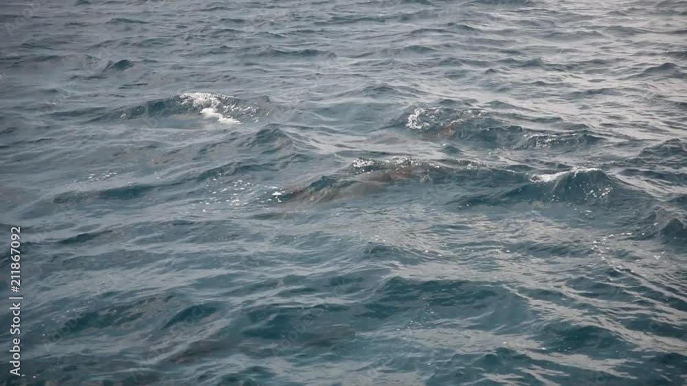 Dolphins swimming in the ocean Dolphins swimming in the ocean