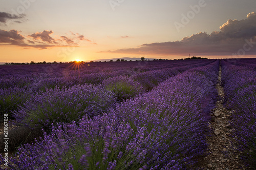 Sunset over Lavender in Provonce 
