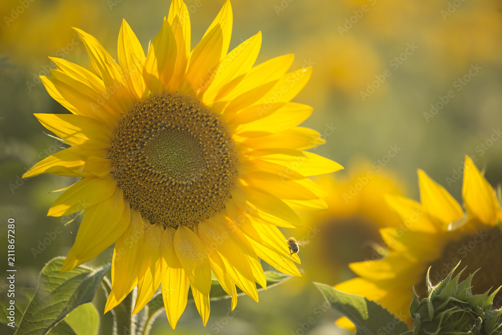Obraz premium Sunflowers in hazy light