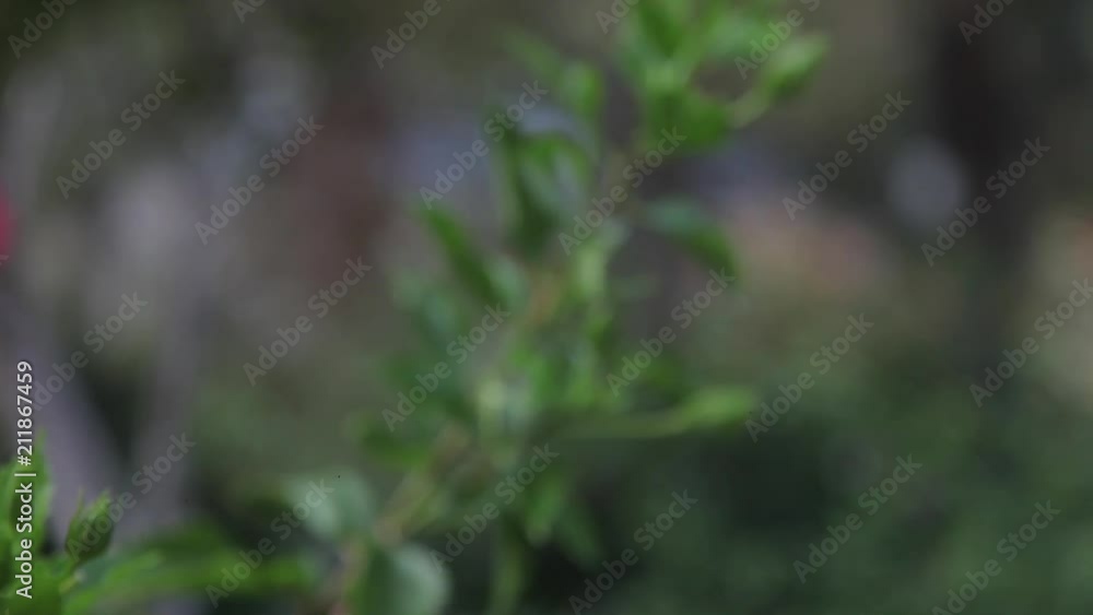shooting flowers close-up. Personnel changes: a Bud, a branch. Clear and blurry image shooting flowers close-up. Personnel changes: a Bud, a branch. Clear and blurry image