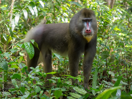 Bilde på lerret mandrill close-up portrait (Mandrillus sphinx)