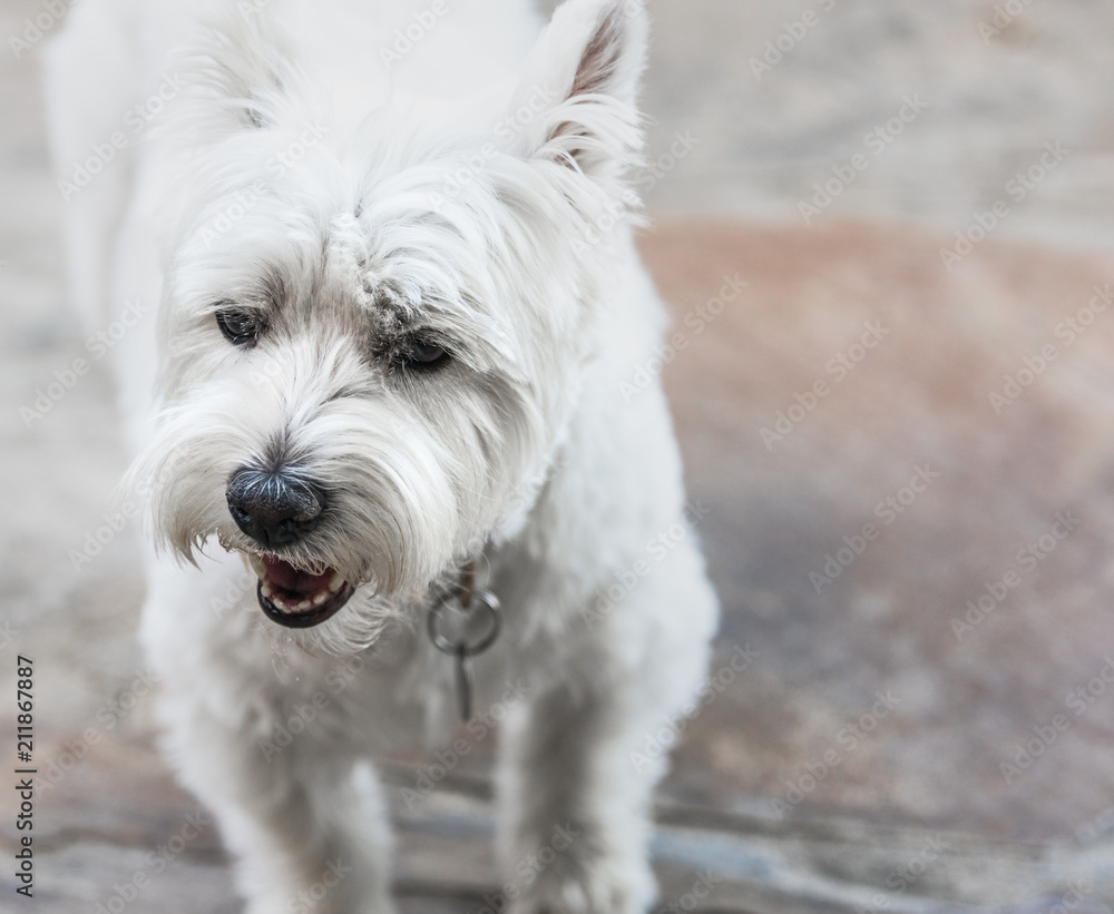 West Highland White Terrier Close Up West Highland White Terrier Close Up