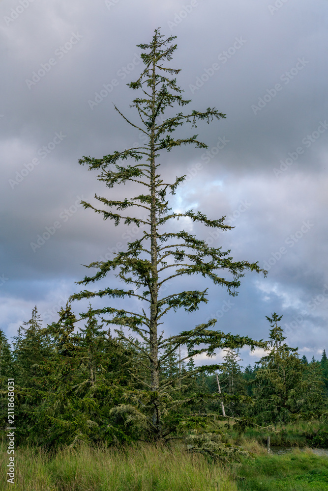 Obraz premium Johns River