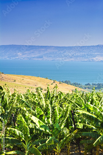 Banana Plantation near Lake Tiberias