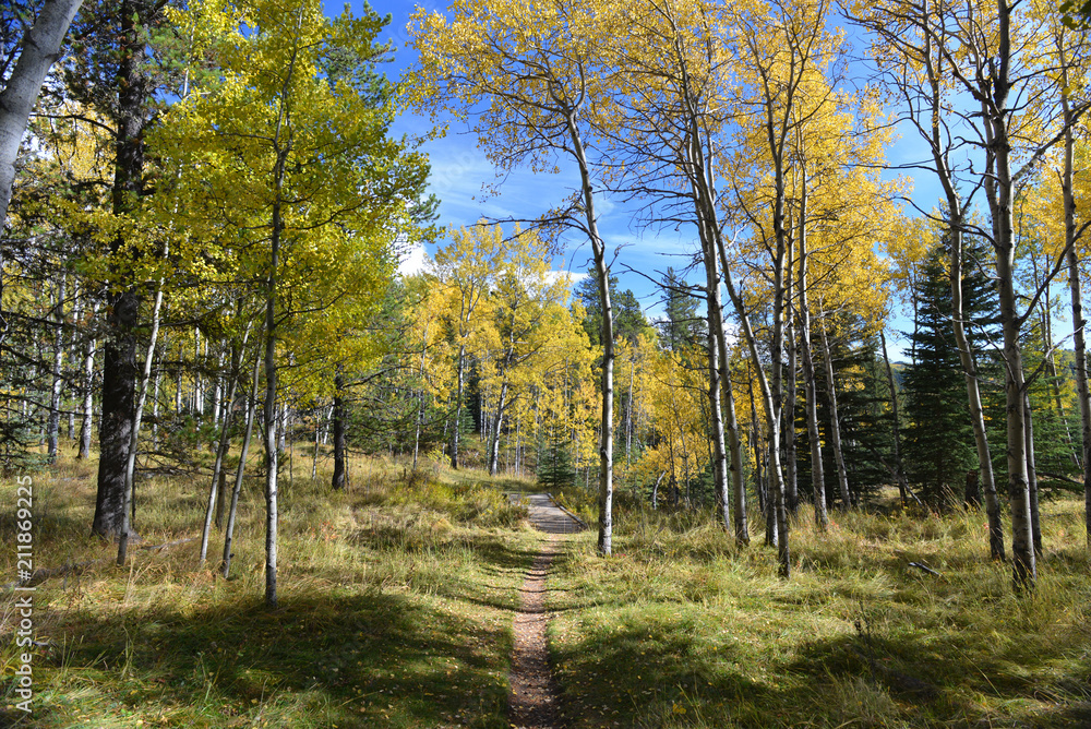Fototapeta premium Autumn walk in Kananaskis Country Canada