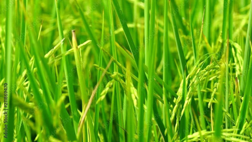 Wind slow blowing rice paddy in rice fields and rice plantation in Thailand. Organic rice farm in Asian. Agriculture. Main dishes for Thai people. Natural source of carbohydrate. Organic food. Wind slow blowing rice paddy in rice fields and rice plantation in Thailand. Organic rice farm in Asian. Agriculture. Main dishes for Thai people. Natural source of carbohydrate. Organic food.