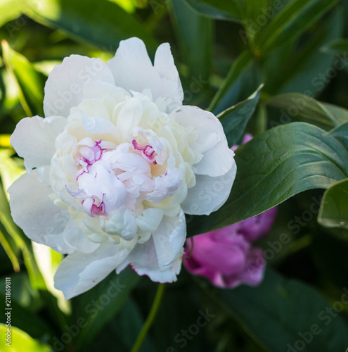 peonies, garden, flowers, summer, pink, white, yellow ecology, rest