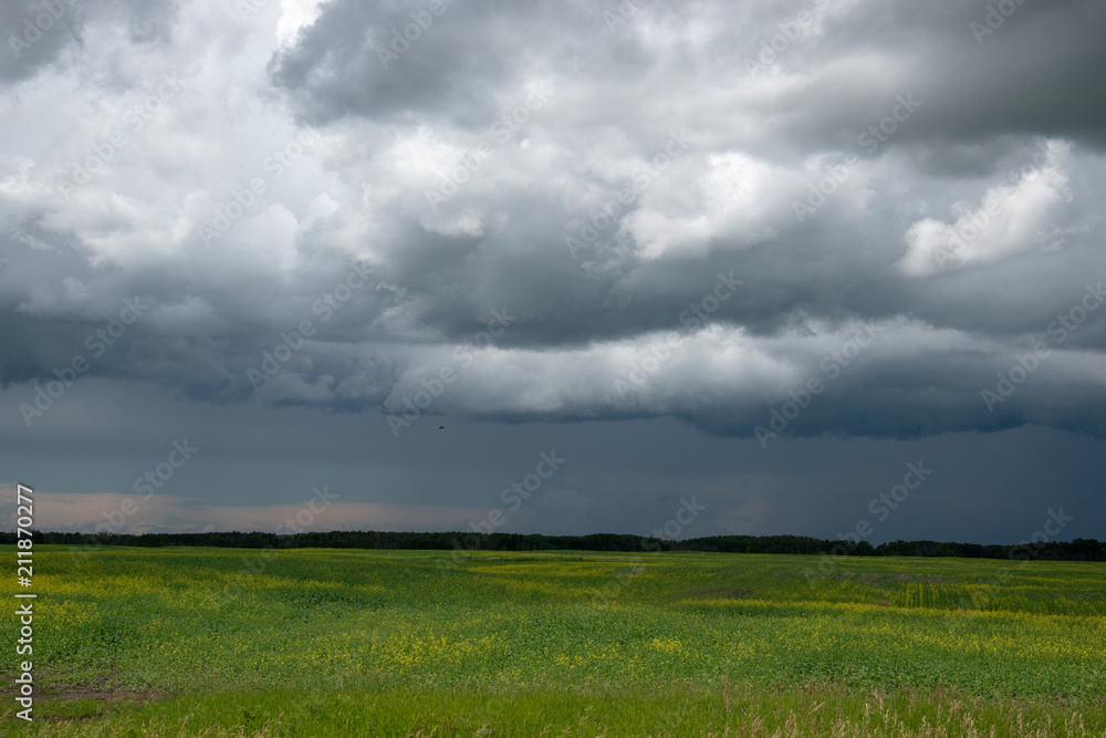Approaching storm clouds above a canola field, Saskatchewan, Canada. Approaching storm clouds above a canola field, Saskatchewan, Canada.
