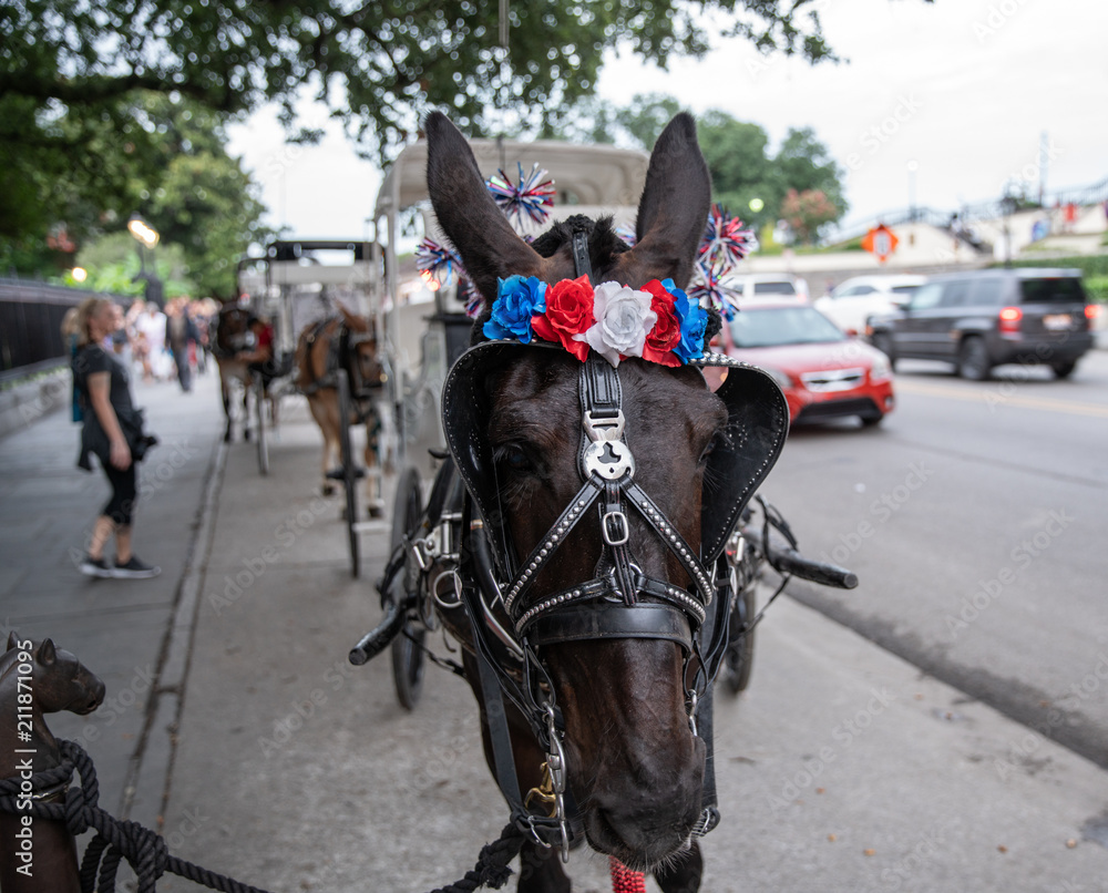 patriotic horse poses for a picture patriotic horse poses for a picture