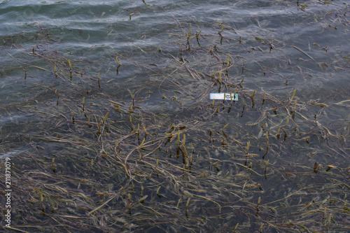 Piece of trash floating in hydrilla on lake photo