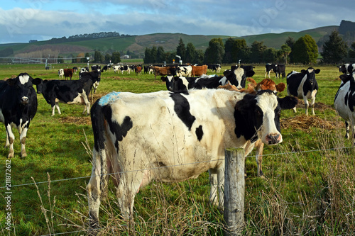 Cows enjoying late afternoon winter sunshine in North Otago, NZ photo