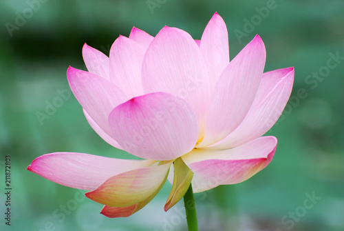 blooming lotus flower in summer pond with green leaves as background