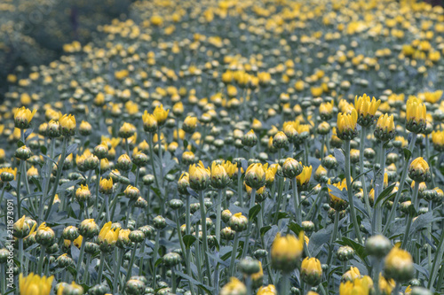 Colorful Chrysanthemum flower.Sometimes called mums or chrysanths in meadow background.(Dendranthemum grandifflora) photo