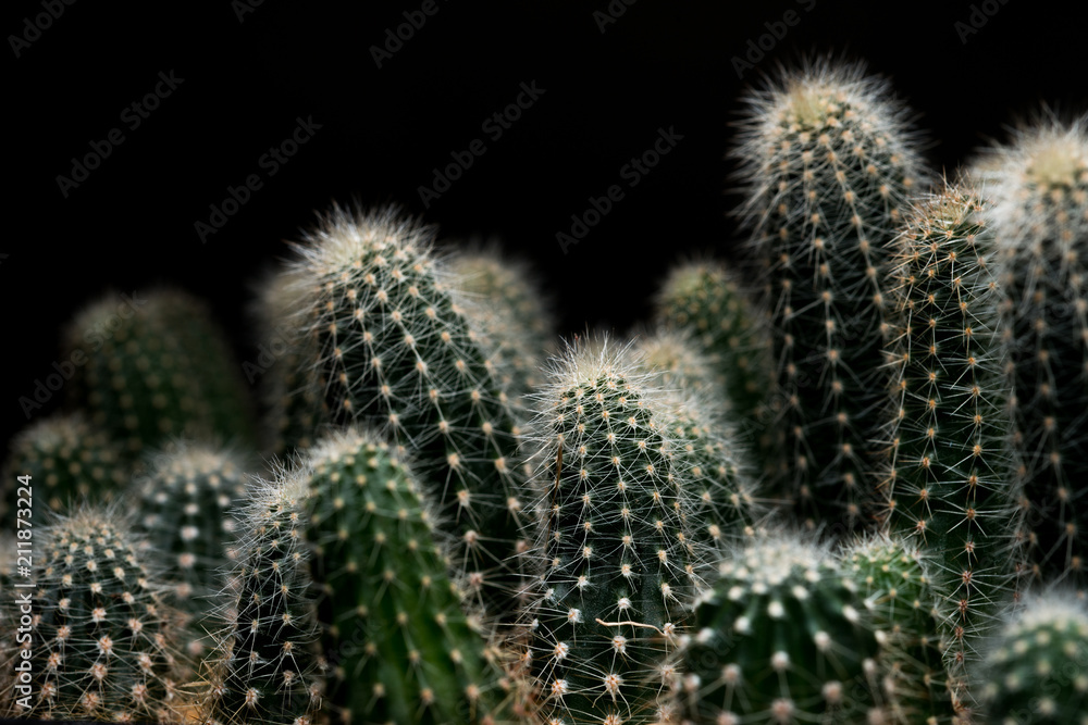 green cactus desert plant desert. collection houseplant decoration garden green cactus desert plant desert. collection houseplant decoration garden