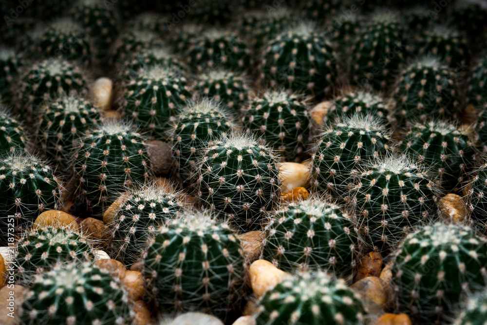 Fototapeta premium green cactus desert plant desert. collection houseplant decoration garden