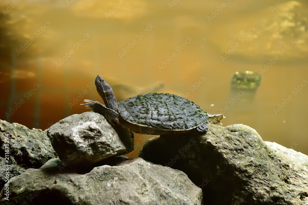 relaxing river turtle, on the rocks near the pond, against the background of stones and water. relaxing river turtle, on the rocks near the pond, against the background of stones and water.