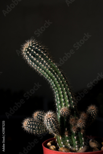 green cactus desert plant desert. collection houseplant decoration garden