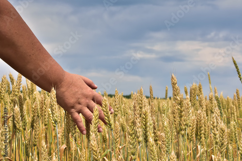 a female hand  among the ears of ripe wheat  against a sky covered with clouds