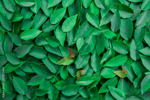 Green leaf for background. Leaves Star gooseberry.