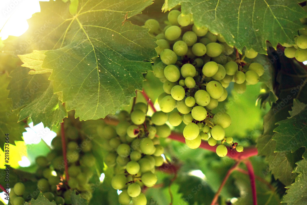 Fresh green grapes on the vine. Summer solar lights. Fresh green grapes on the vine. Summer solar lights.