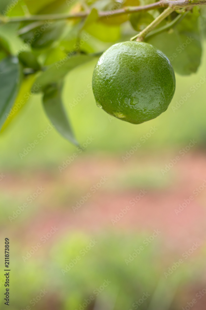 Close up of lime green early in the morning. Close up of lime green early in the morning.
