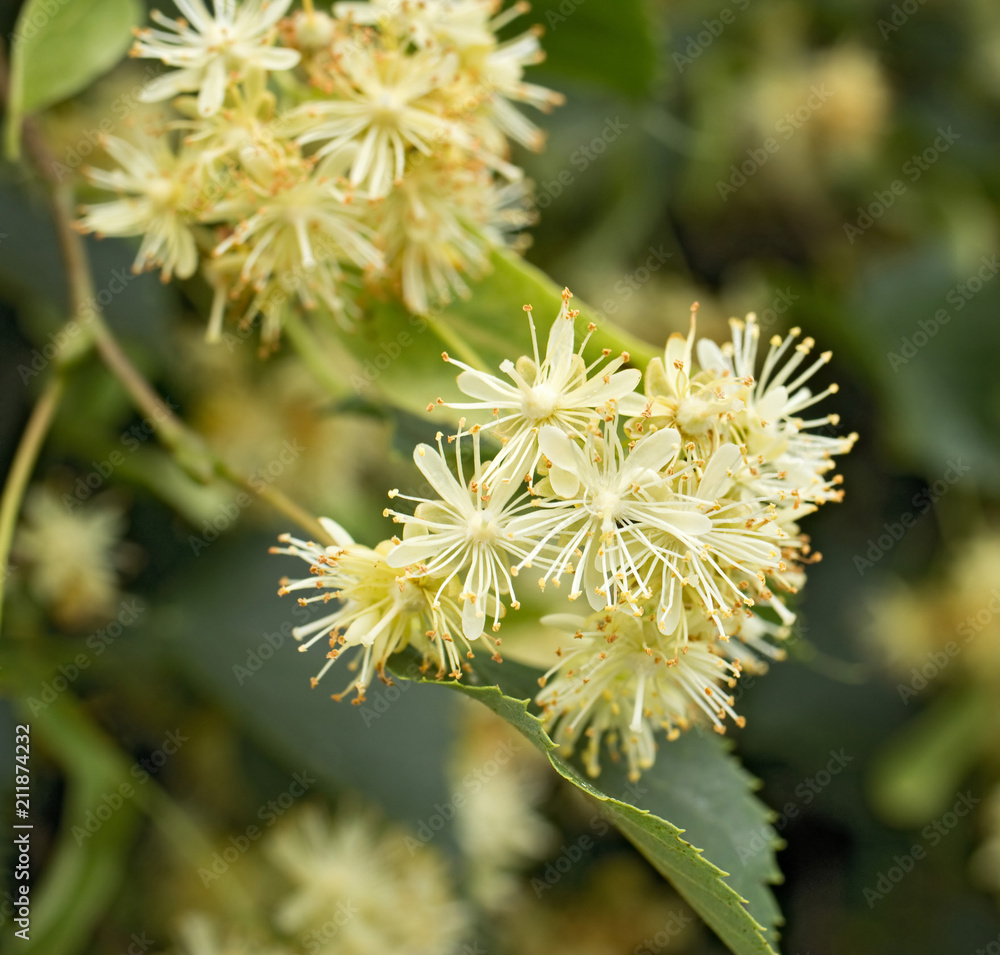 Blossoms of linden tree from close-up. Tea from blossoms is used during colds. Blossoms of linden tree from close-up. Tea from blossoms is used during colds.